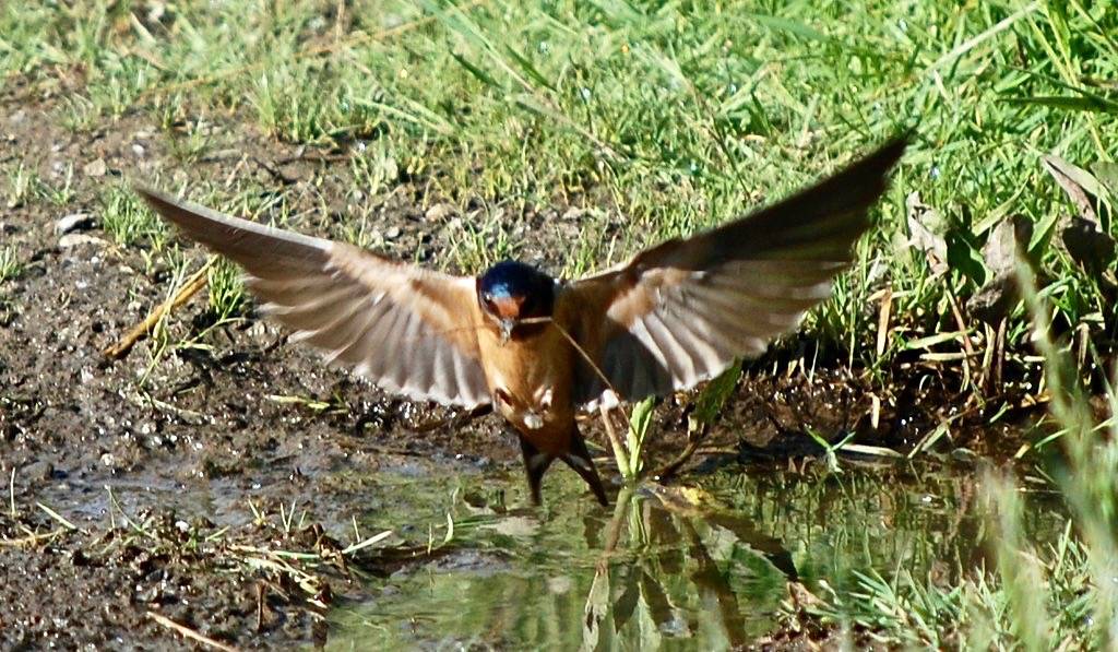 Barn Swallow by mizmak is licensed under CC BY-NC-ND 2.0